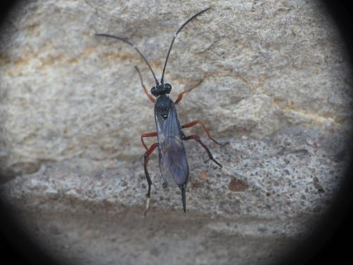 Cryptinae